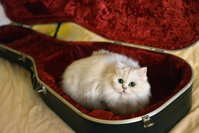 ギターケースに入る猫