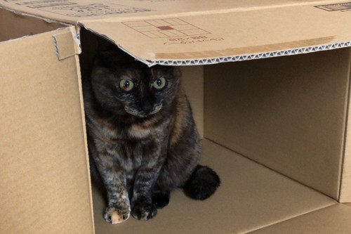 箱に隠れる猫