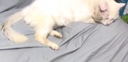 顔が腫れて横たわる白猫