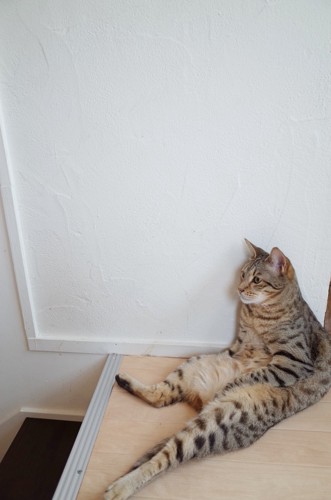玄関でスコ座りする猫