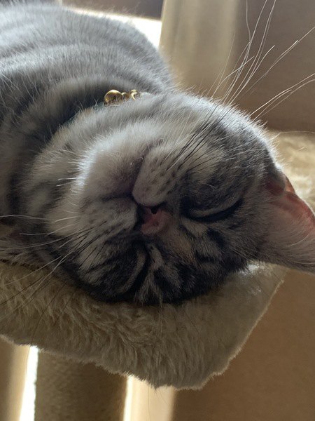キャットタワーで眠っている猫の顔アップ