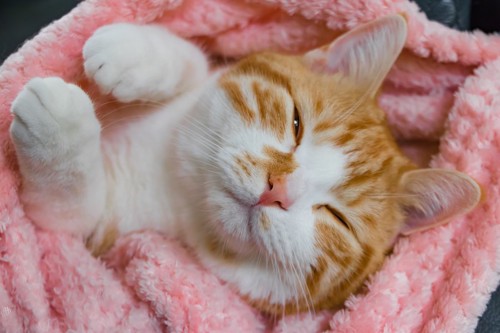 毛布にくるまって幸せそうな猫