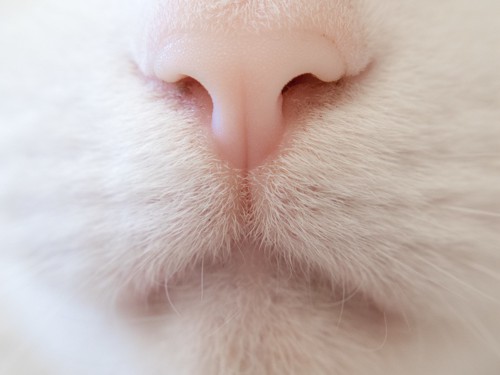 猫の鼻のアップ