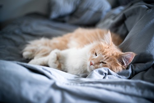 ベッドの猫