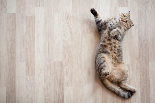 床にねそべる猫