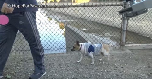 犬の散歩中の協力者