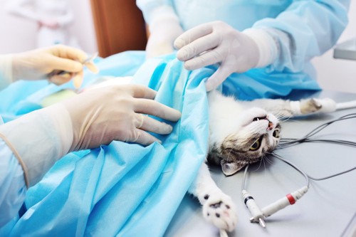 手術中の猫