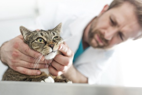 獣医師に触られる猫