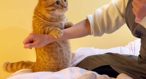 腕に乗る猫