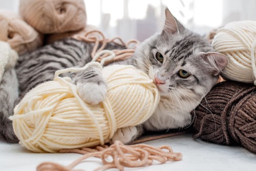 毛糸と遊ぶ猫
