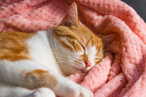毛布でぐっすり眠る茶白トラ猫