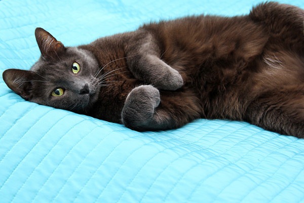 水色のマットの上で寝るグレーの猫