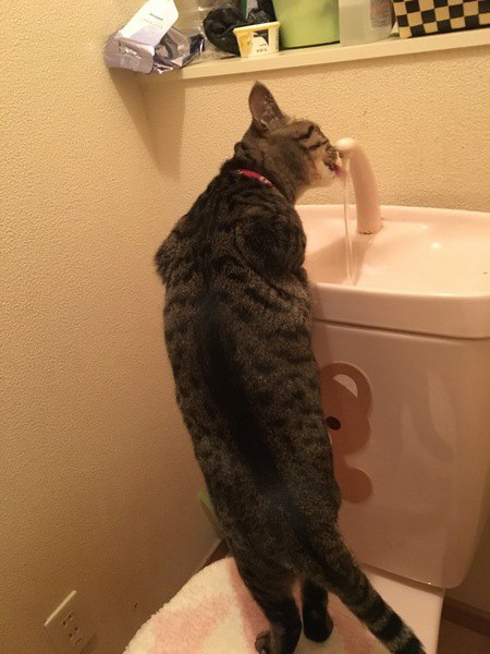 トイレの水に興味を持つキジトラ