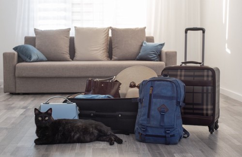 旅行用の荷物と猫