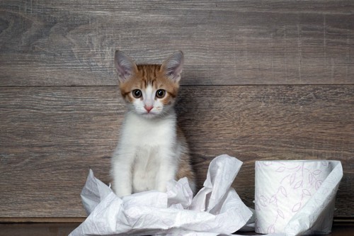 子猫とちり紙