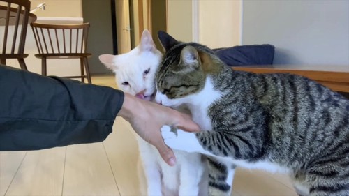 手を舐める白猫とキジシロ