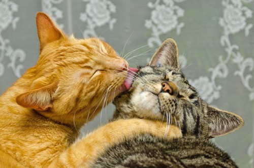 同居猫の顔を舐めている猫