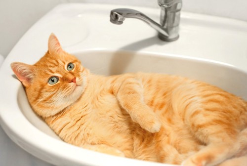 洗面台にすっぽりとおさまって仰向けになるトラ猫