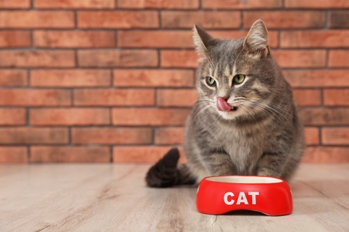 赤い皿と鼻を舐める猫
