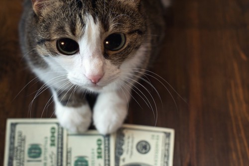 お金の上に手を置く猫