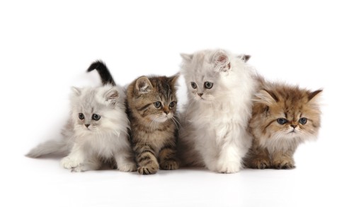 ４匹のペルシャ猫
