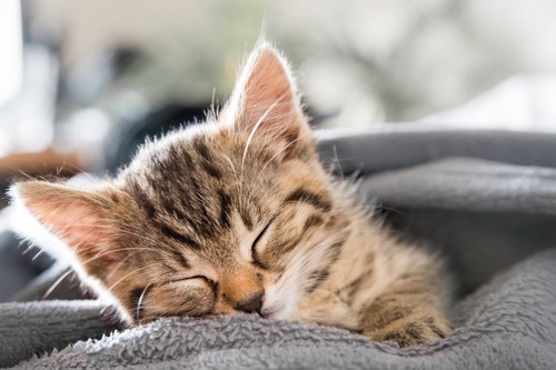 毛布の上で寝る子猫