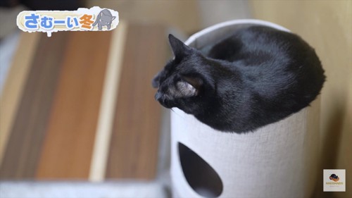 タワーの上の黒猫