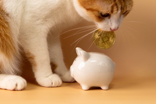 硬貨をくわえる猫