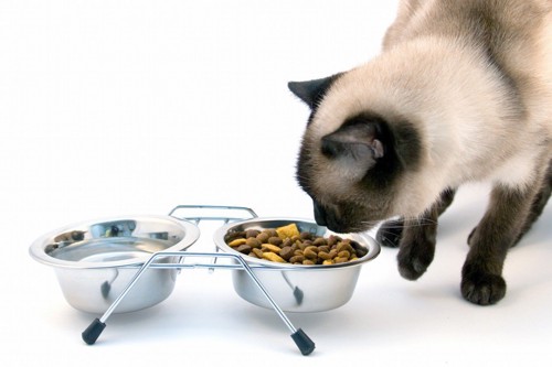 ご飯台の食器に入ったキャットフードを食べる猫