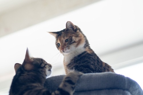 キャットタワーの上で睨み合う猫