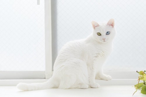 窓辺に座るオッドアイの白猫