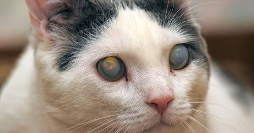 両目が白く濁った猫
