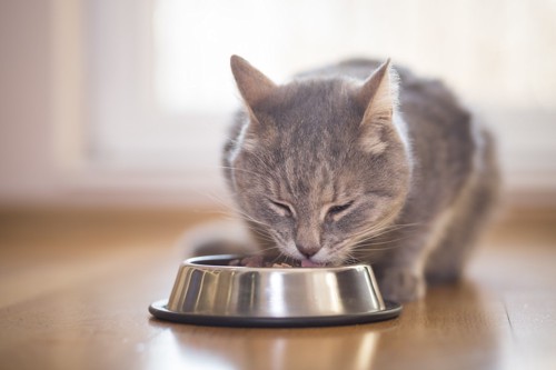 お皿で食べる猫