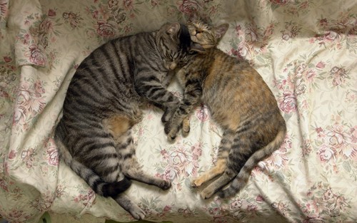 横向きで寝る2匹の猫