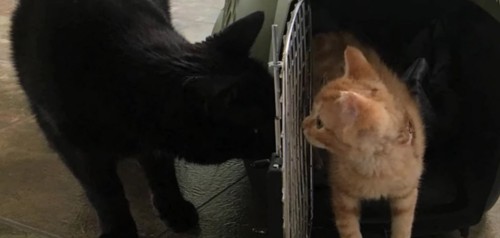 黒猫とチャトラ子猫