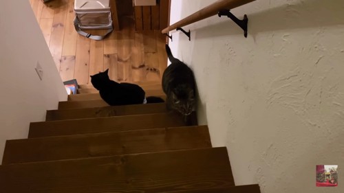 階段に2匹の猫
