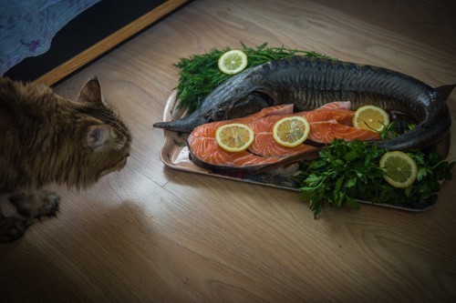 鮭料理と猫