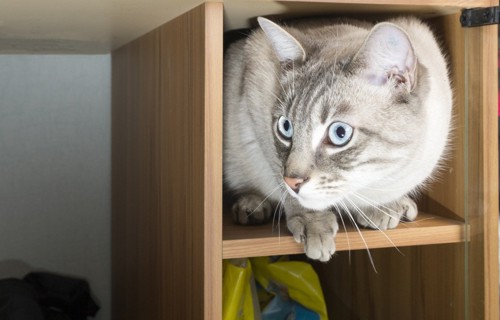 棚に隠れる猫