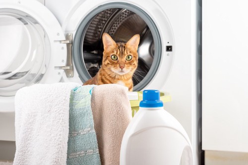 ドラム式洗濯機と猫