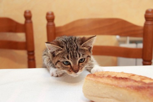 テーブルの上のパンを狙う子猫
