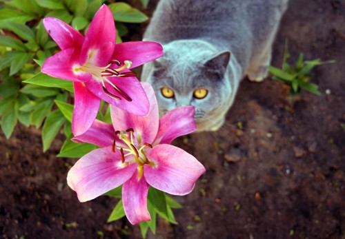 ピンクのユリを見上げるグレー猫