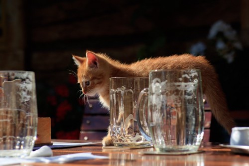 猫とからのビールグラス