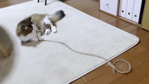 長い紐をくわえる猫