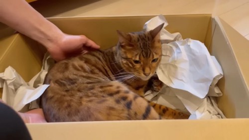 箱から出される猫