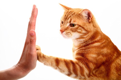 人の手を見ながらタッチする猫