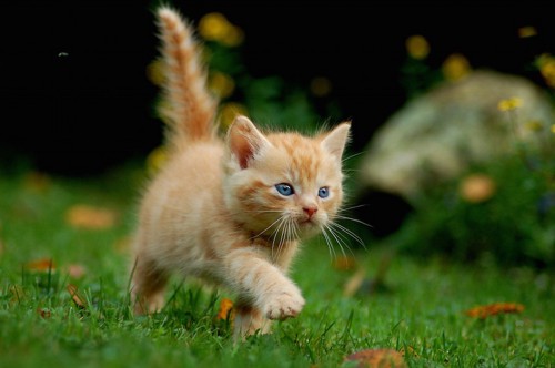芝生の上を元気よく歩く可愛すぎる子猫