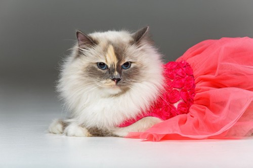 ドレスを着た猫
