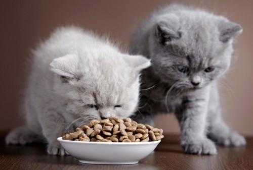 ２匹でご飯を食べる猫