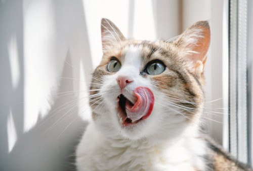 舌で鼻を舐めて満足そうな猫