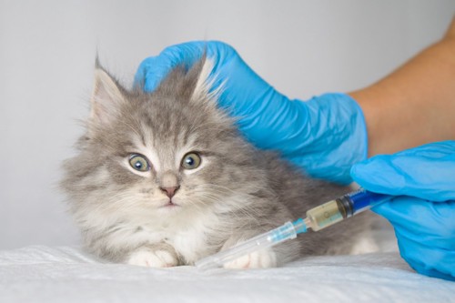 予防接種を受ける猫